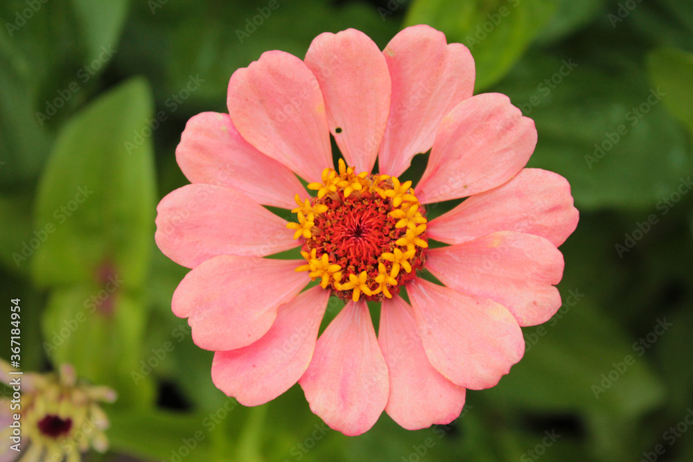 Pink daisy reveals its petals