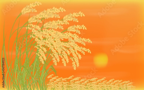 収穫を迎えた稲穂と夕陽　秋の背景素材