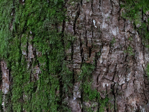 tree bark with green moss close up background, texture