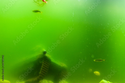 Aquarium with dirty green water. Fish in a dirty aquarium.