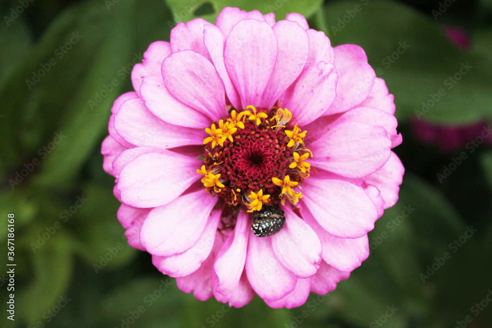 Two beetles playing on a chrysanthemum flower Two beetles playing on a chrysanthemum flower
