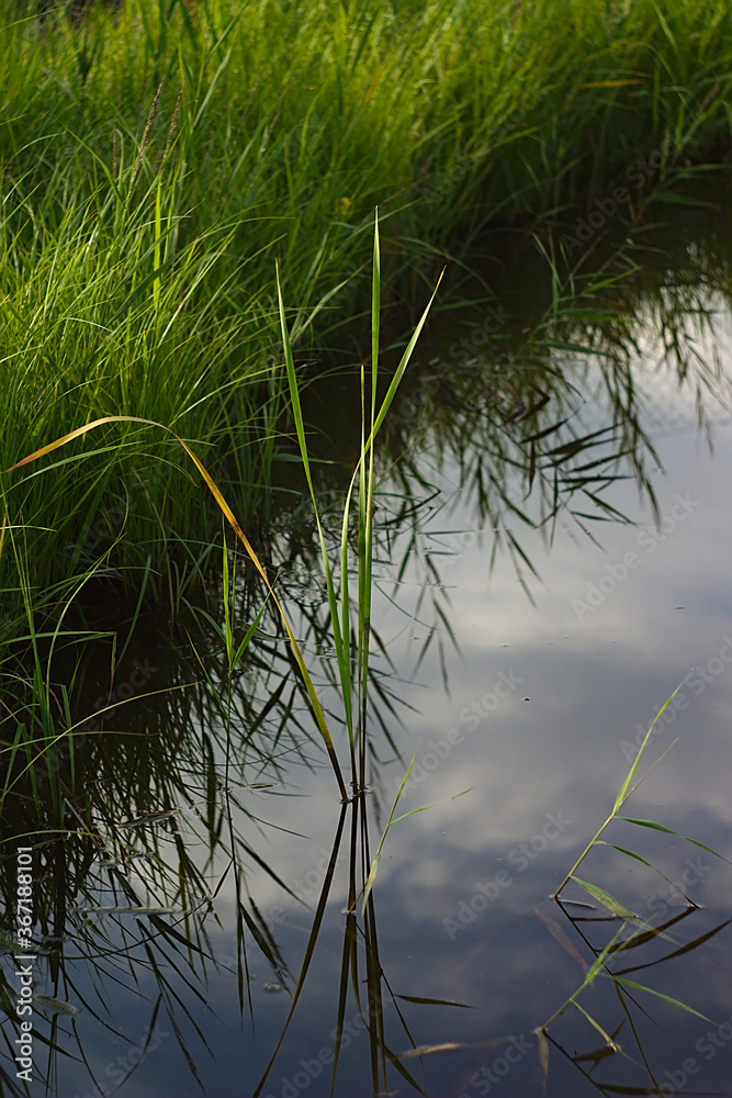 grass and the reflection of the cloudy sky in the water grass and the reflection of the cloudy sky in the water