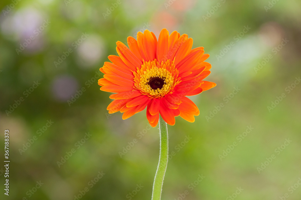 Orange Gerbera; Beautiful ornamental flower. Orange Gerbera; Beautiful ornamental flower.