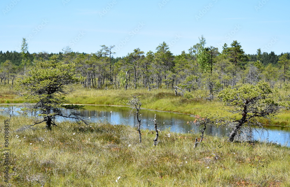 The Great Kemeri Bog Boardwalk is a popular tourist destination in Kemeri National Park. The Great Kemeri Bog Boardwalk is a popular tourist destination in Kemeri National Park.