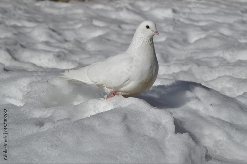 white dove on the snow