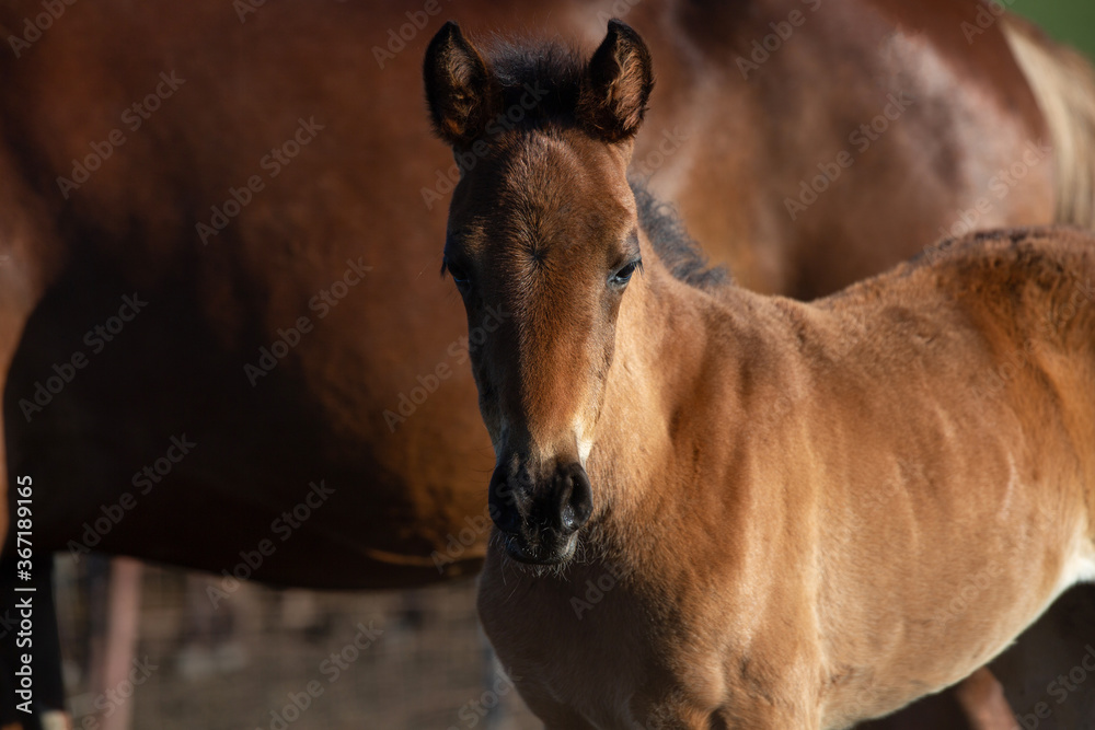Obraz premium black horse playing on the field, bokeh effect