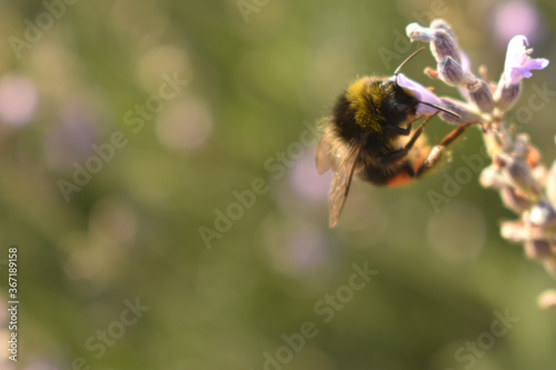 Bumblebee on a lavender flower detail