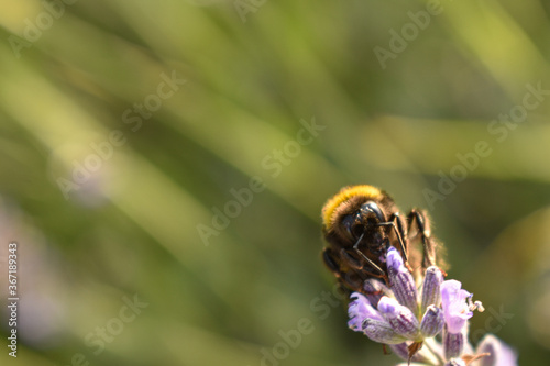 Bumblebee on a lavender flower detail