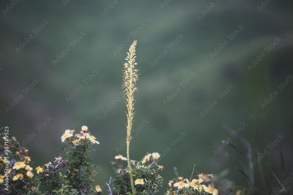 Naklejka premium purple flowers of decorative sage field. Retro tone image.