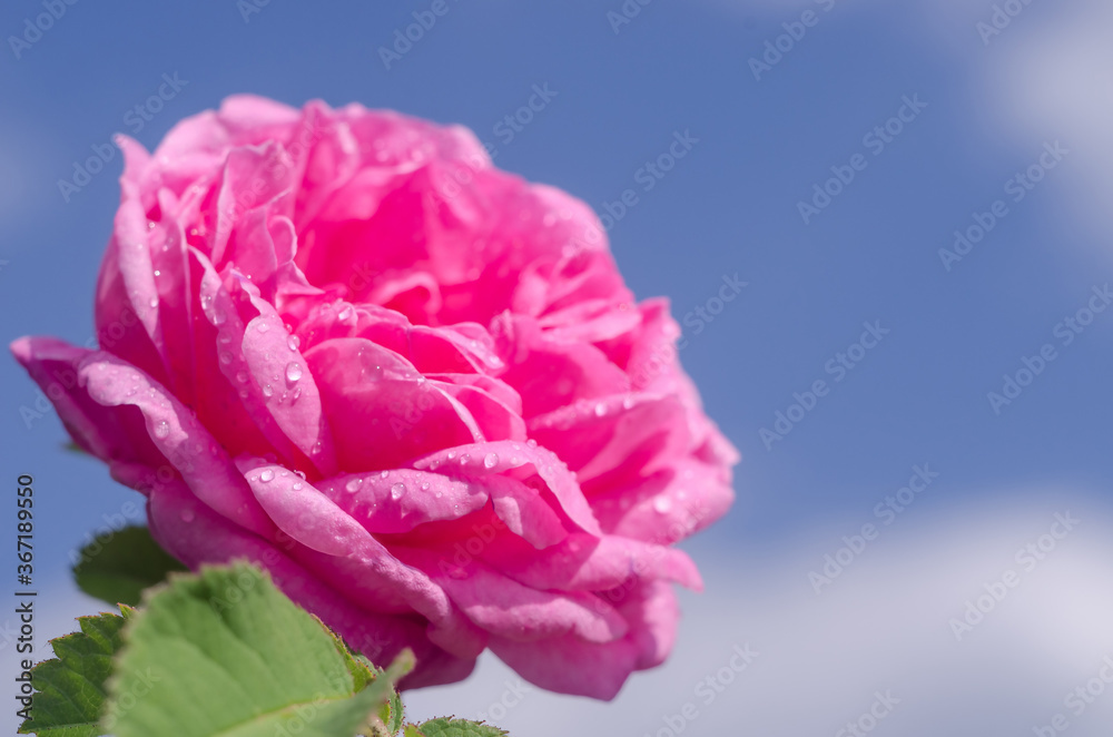 Delicate pink rose with water drops against the blue sky. Summer background greeting card for birthday, Mother's Day, 8 March.