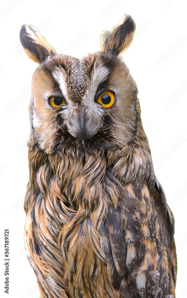Fototapeta premium great horned owl