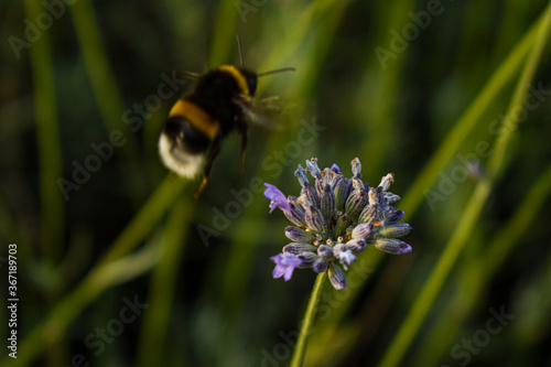 Bumblebee flying towards a flower