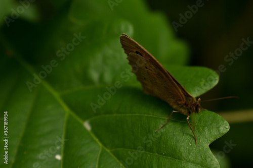 Butterfly sitting on a leaf in the forest