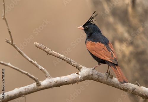 Crested bunting perched on tree, Ranthambore Tiger Reserve, India photo