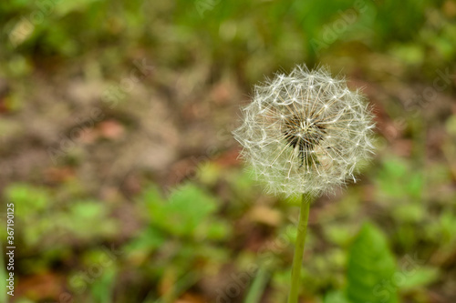 Dandelion blowball fluff in the nature
