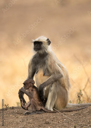 Gray Langur and young one  Ranthambore National Park