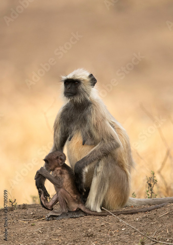 Gray Langur and young one, Ranthambore National Park
