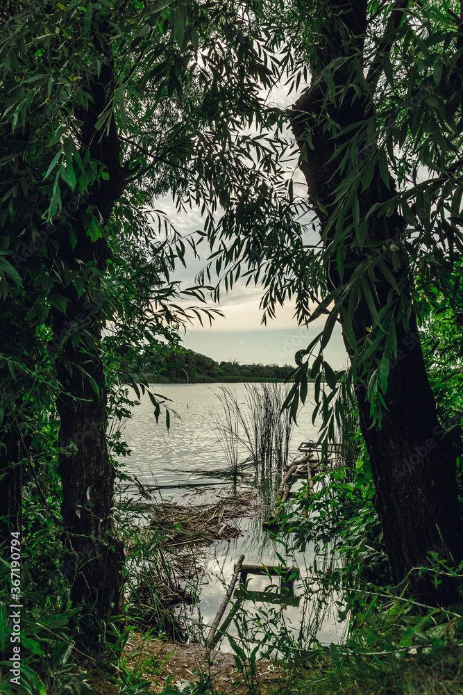 Lake Shore. Reed. Thickets of trees. Fishing pier. Lake Shore. Reed. Thickets of trees. Fishing pier.