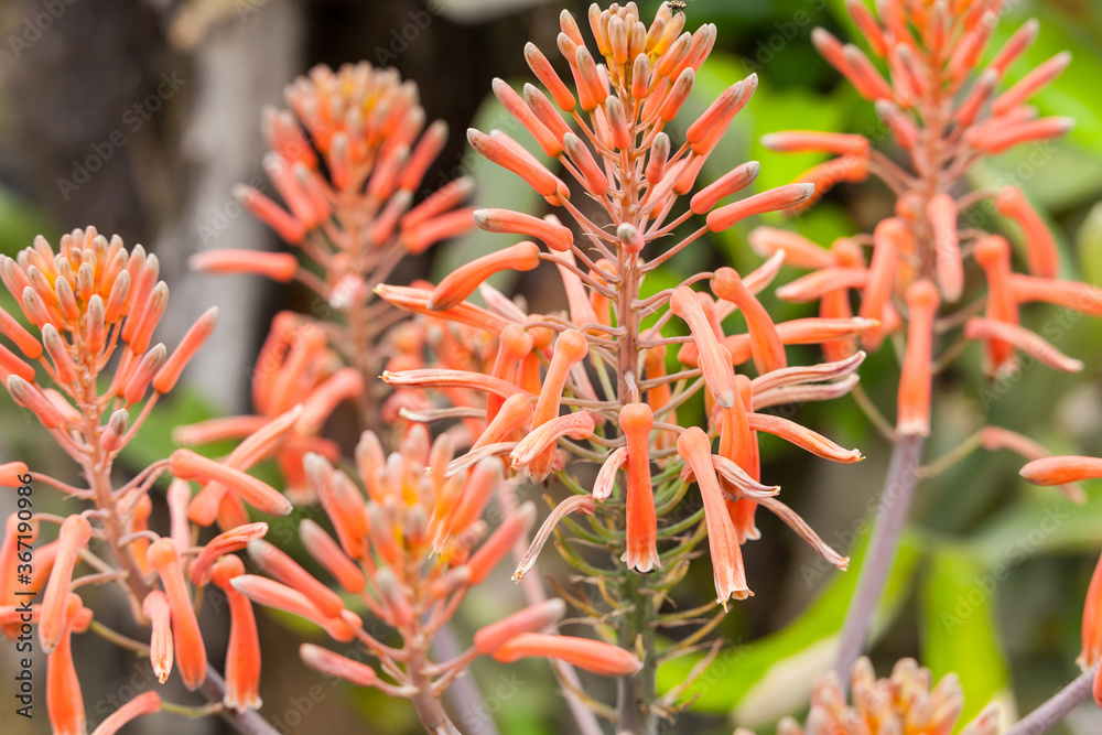 Flower Of The Penca Sabila, Or Aloe Vera - Asphodeloideae. foto de Stock |  Adobe Stock