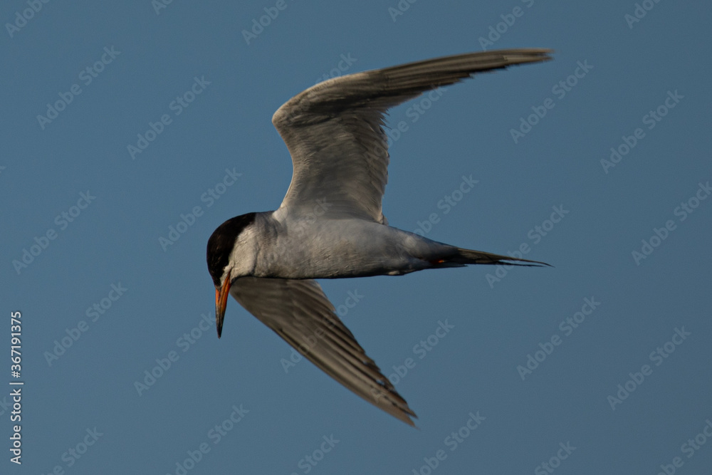 Forster's tern about to dive into the San Francisco Bay Forster's tern about to dive into the San Francisco Bay