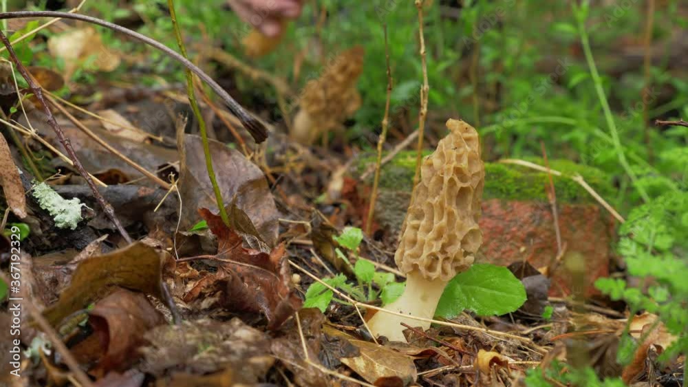 Three morel mushroom picked by male hand in forest, day Three morel mushroom picked by male hand in forest, day