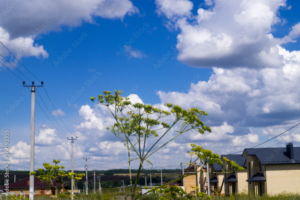 umbrellas of green grass against the blue sky umbrellas of green grass against the blue sky