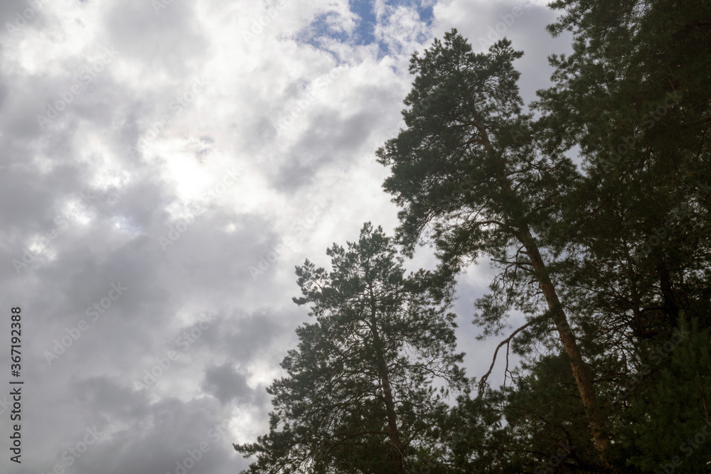 tall trees against the background of the sky and clouds tall trees against the background of the sky and clouds
