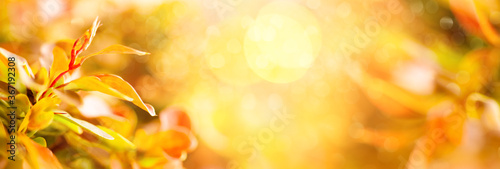  Beautiful blurred natural background with autumn leaves in sunlights. Concept of fall season. Soft focus  macro
