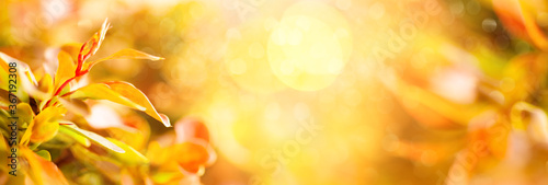 Beautiful blurred natural background with autumn leaves in sunlights. Concept...