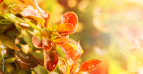 Beautiful natural background with autumn leaves with drops of water in sunlig...