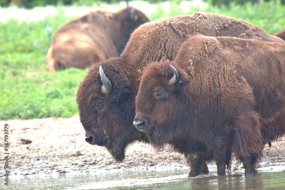 American Bison AKA Buffalo