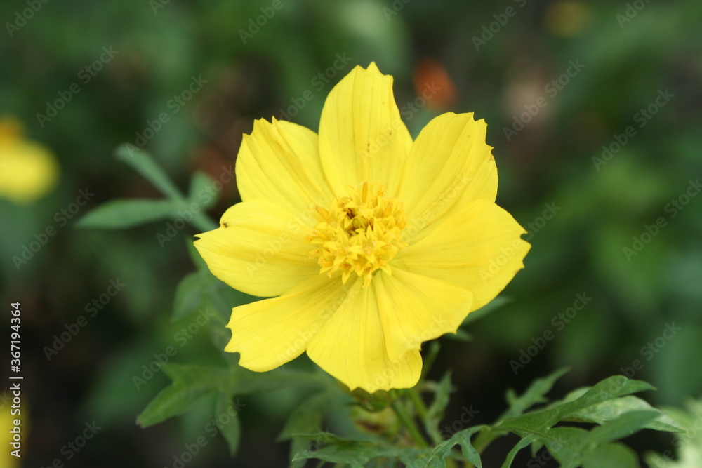 yellow flower yellow flower