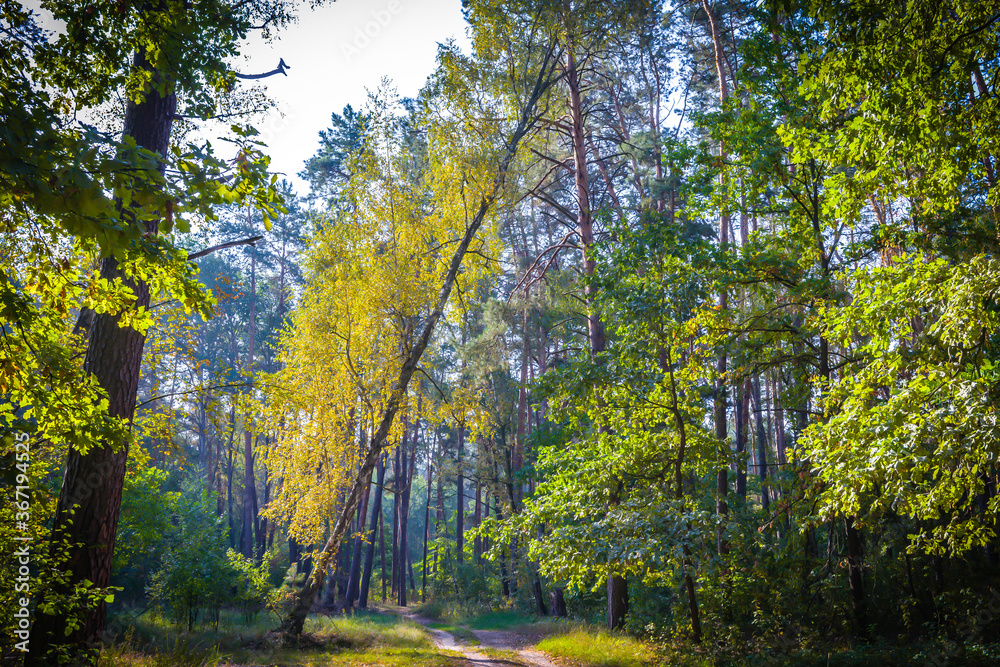 Obraz premium Trees in the forest in the early morning in late summer and early fall