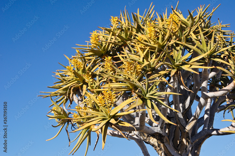 Quivertree (kokerboom) in bloom at Giants' Playground, Namibia Quivertree (kokerboom) in bloom at Giants' Playground, Namibia