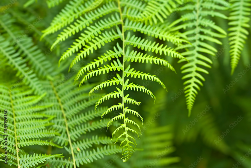 Green beautiful wild fern leaves