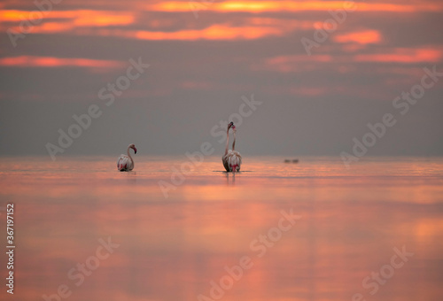 Greater Flamingo at Asker coast, Bahrain © Dr Ajay Kumar Singh