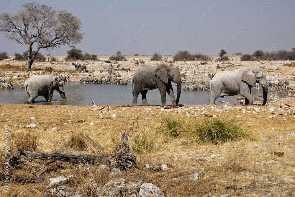 Obraz premium Elephant and other wildlife drinking at waterhole, Okaukuejo, Etosha National Park, Namibia