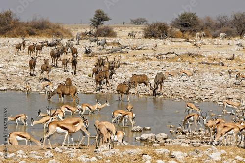 Springboks and greater kudus drinking at waterhole, Okaukuejo, Etosha National Park, Namibia