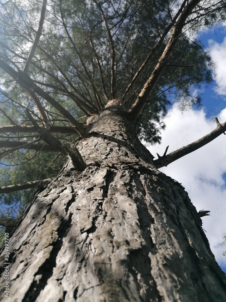 Naklejka premium tree in the forest