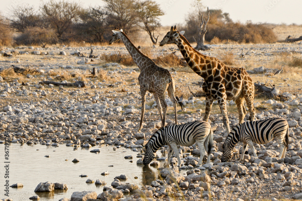 Naklejka premium Giraffes and zebras drinking at waterhole, Okaukuejo, Etosha National Park, Namibia