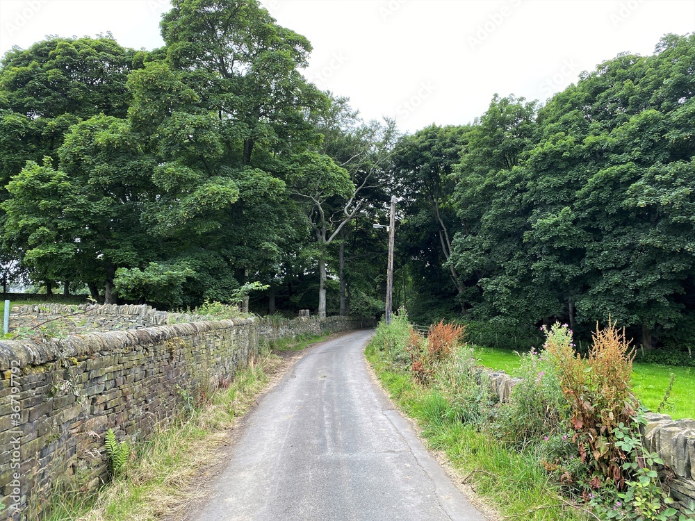 Country lane, leading past fields, with dry stone walls, and trees in, Wrose, Bradford, UK