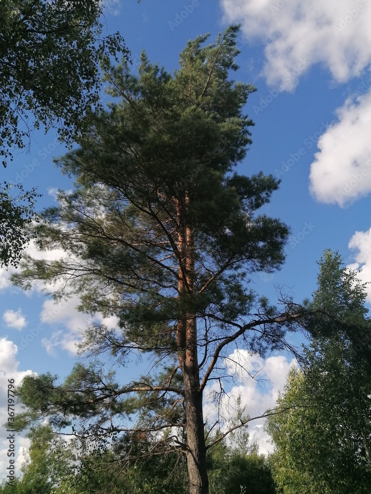 trees and sky