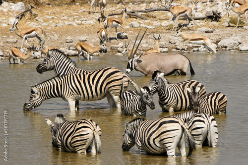 Zebras  gemsbok  and springboks drinking at waterhole  Okaukuejo  Etosha National Park  Namibia