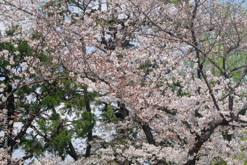 Tokyo, japan
Blossom Sakura