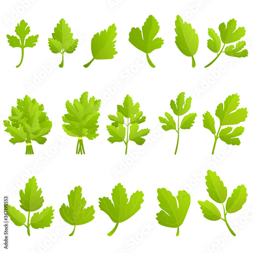 Parsley icons set. Cartoon set of parsley vector icons for web design