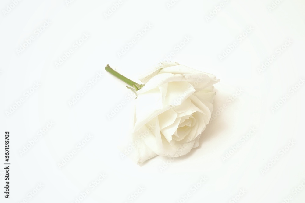 white rose on white