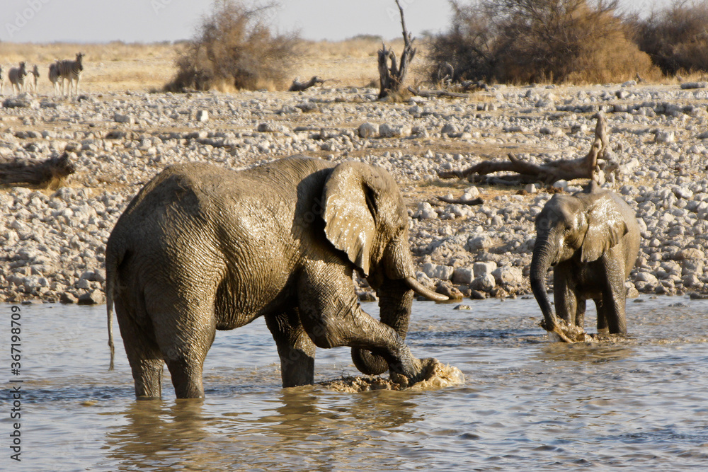 Obraz premium Elephants at waterhole, Okaukuejo, Etosha National Park, Namibia