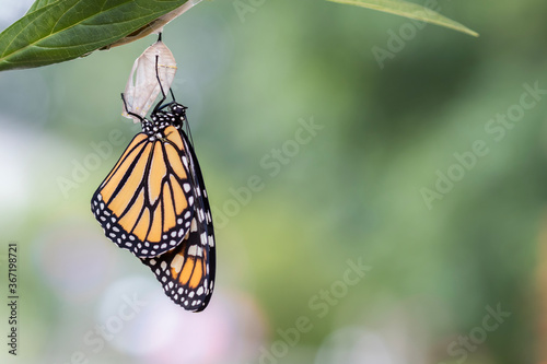 Fototapete Monarch Butterfly, Danaus plexippuson,  drying wings on chrysalis closeup green