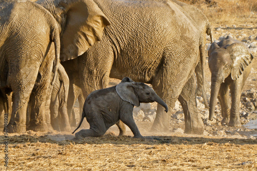 Herd of elephants with calf, Okaukuejo, Etosha National Park, Namibia