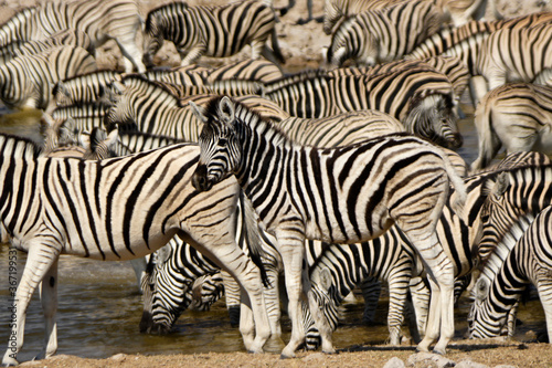 Zebras at waterhole, Okaukuejo, Etosha National Park, Namibia